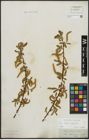 Foto von Salix alba L. x Salix fragilis L.